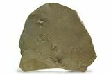 Fossil Sandpiper & Nematode Track Plate - Green River Formation, Utah #352252-1